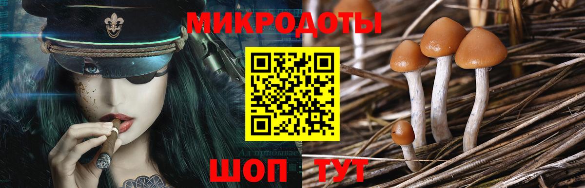 Псилоцибиновые грибы Psilocybe Карасук
